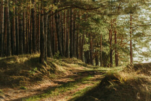 Forest therapy and forest medicine