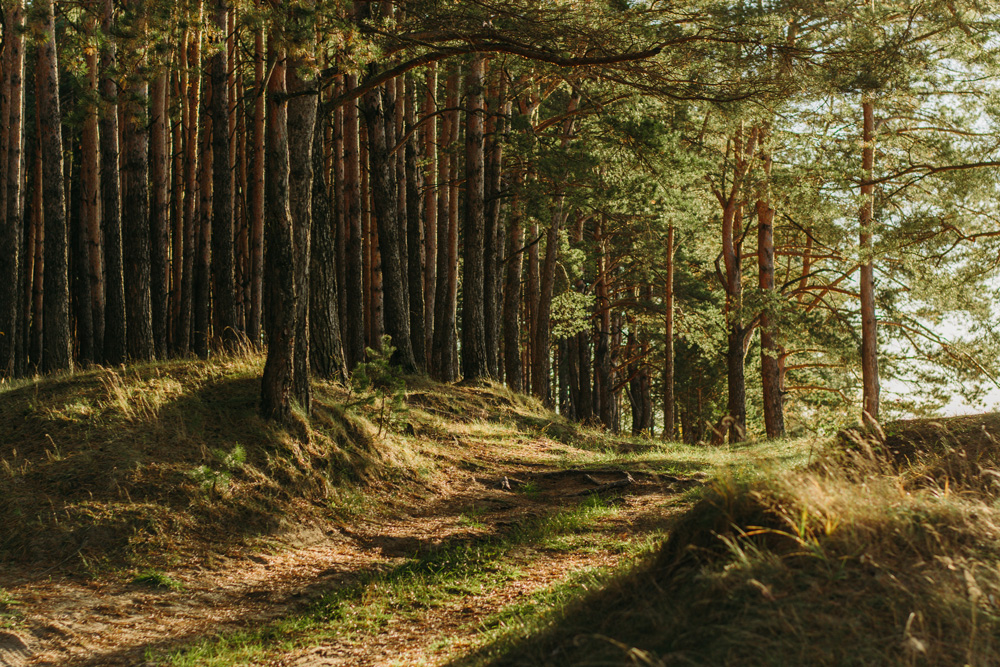 La forest therapy and forest medicine